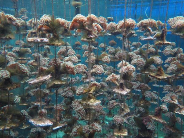 再生醫學救星　中山大學發現罕見耐熱珊瑚可做高階骨材1